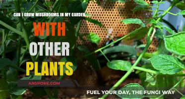 Growing Mushrooms Alongside Garden Plants: Benefits, Tips, and Compatibility