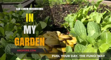 Growing Mushrooms in Your Garden: A Beginner's Guide to Success