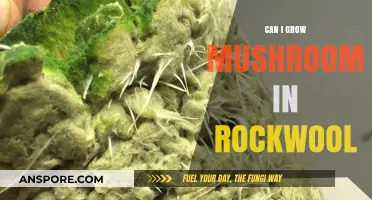 Growing Mushrooms in Rockwool: A Comprehensive Guide for Beginners