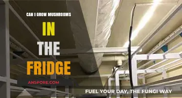 Growing Mushrooms in the Fridge: A Practical Guide for Beginners