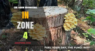 Growing Mushrooms in Zone 4: Tips for Cold-Climate Cultivation
