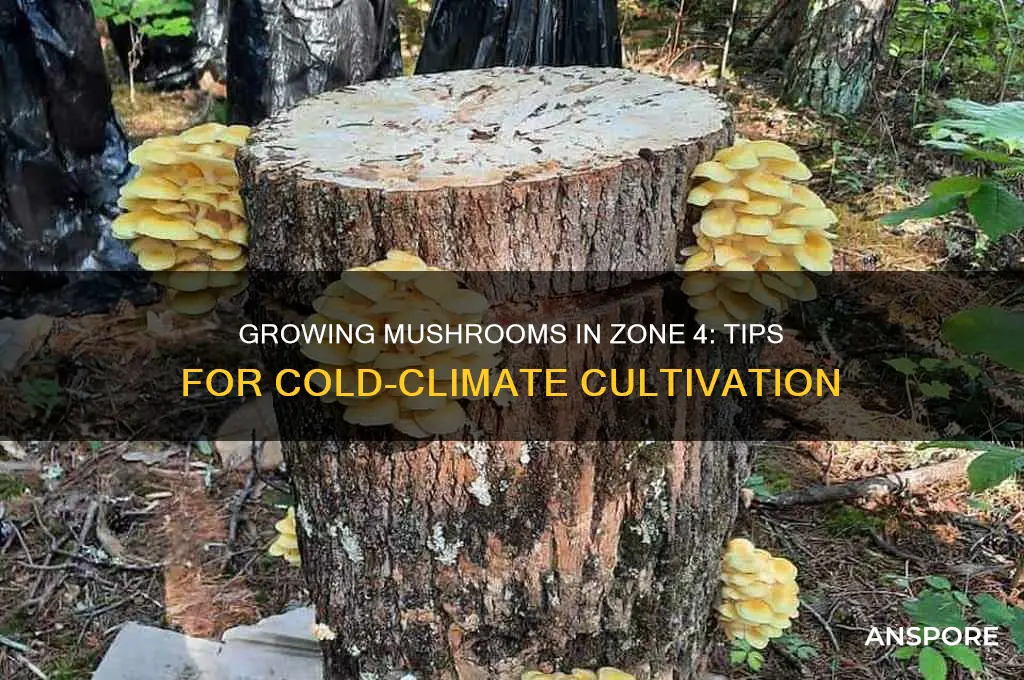 can i grow mushrooms in zone 4