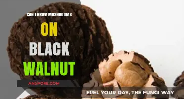 Growing Mushrooms on Black Walnut: Challenges, Tips, and Possibilities