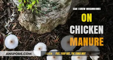 Growing Mushrooms on Chicken Manure: A Comprehensive Guide for Beginners