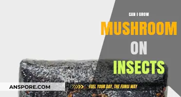 Growing Mushrooms on Insects: Unconventional Mycology Techniques Explored