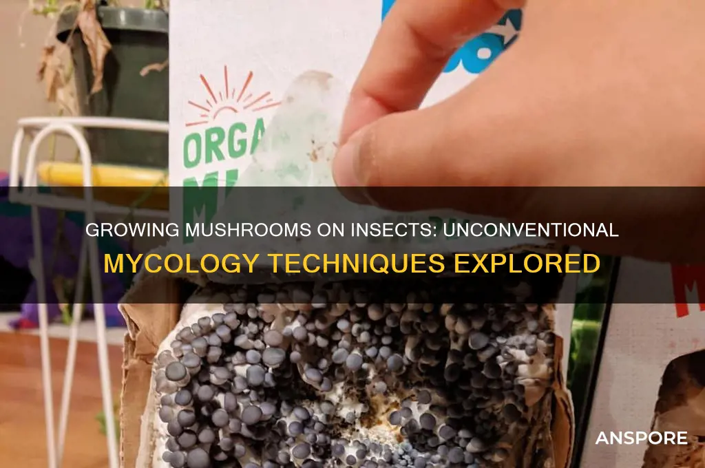 can i grow mushrooms on insects