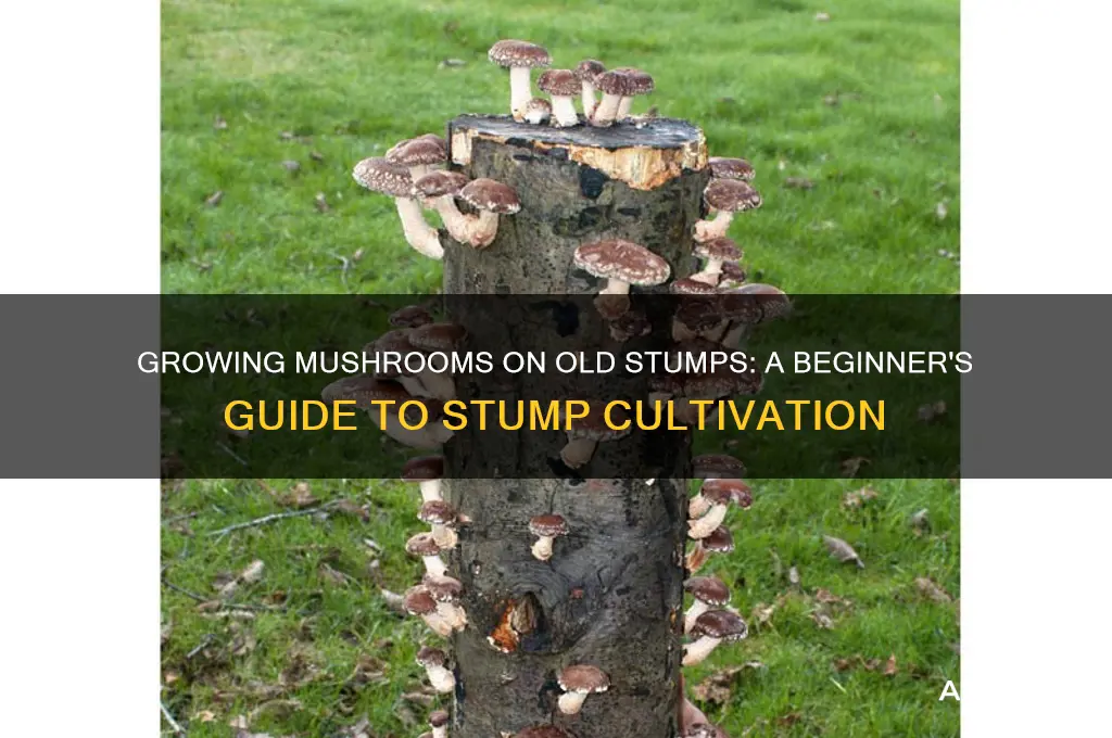 can i grow mushrooms on old stump