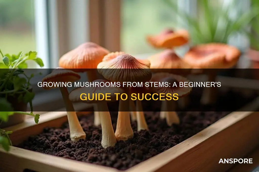can i grow mushrooms out if stem