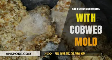 Growing Mushrooms with Cobweb Mold: Risks, Prevention, and Solutions
