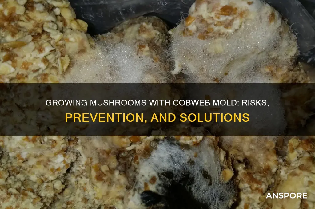 can i grow mushrooms with cobweb mold