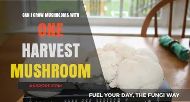 Growing Mushrooms: Can One Harvest Kit Yield Multiple Crops?