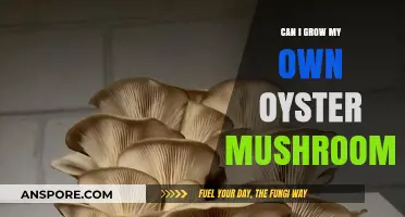 Grow Your Own Oyster Mushrooms: A Beginner's Guide to Success