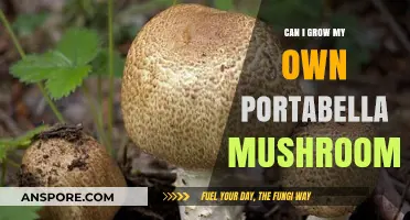 Growing Portabella Mushrooms at Home: A Beginner's Guide to Success