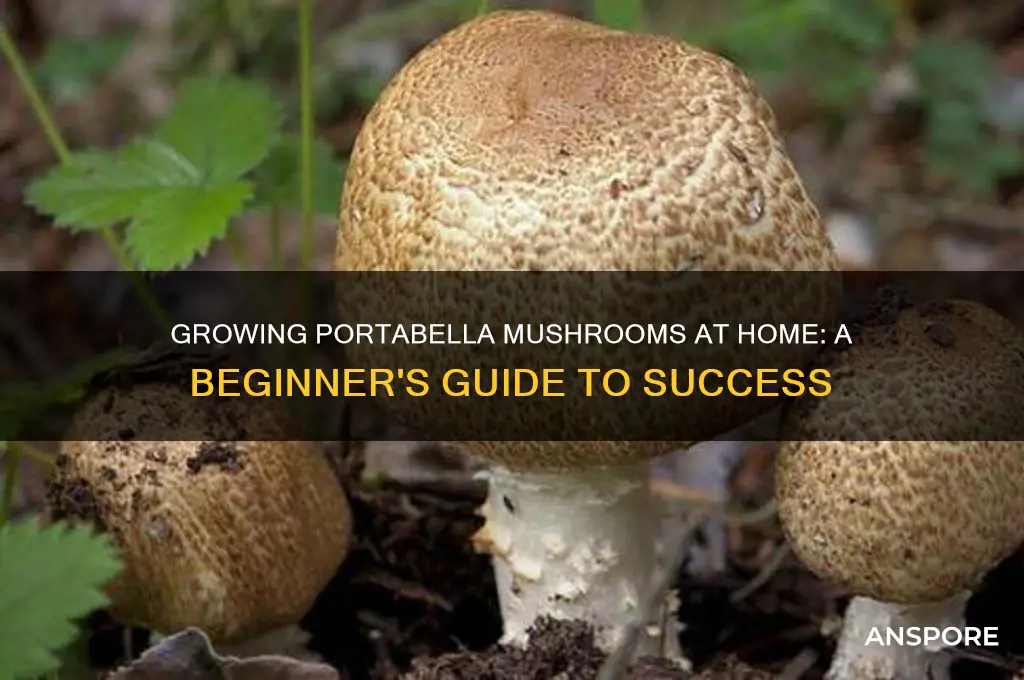 can i grow my own portabella mushrooms