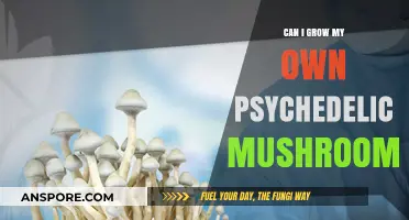 Growing Psychedelic Mushrooms at Home: Legal, Safe, and Possible?