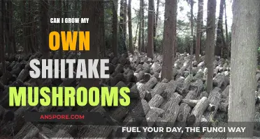 Grow Your Own Shiitake Mushrooms: A Beginner's Guide to Success