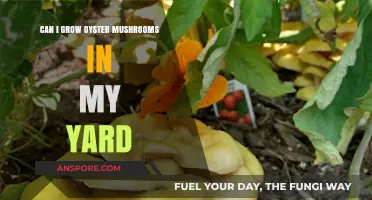 Growing Oyster Mushrooms in Your Yard: A Beginner's Guide