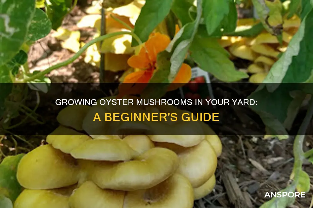 can i grow oyster mushrooms in my yard
