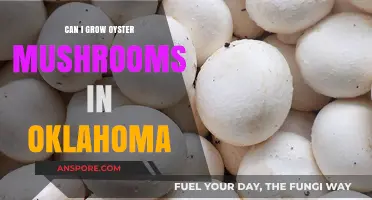 Growing Oyster Mushrooms in Oklahoma: Climate, Tips, and Success Strategies