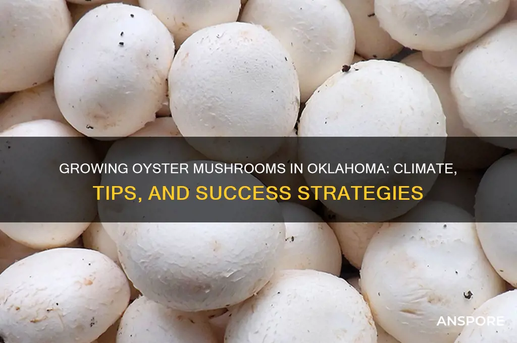 can i grow oyster mushrooms in oklahoma