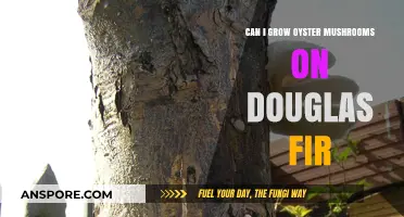 Growing Oyster Mushrooms on Douglas Fir: A Viable Substrate Choice?