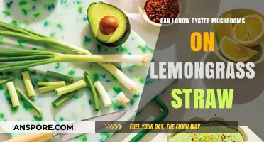 Growing Oyster Mushrooms on Lemongrass Straw: A Sustainable Cultivation Guide