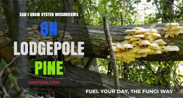 Growing Oyster Mushrooms on Lodgepole Pine: A Comprehensive Guide