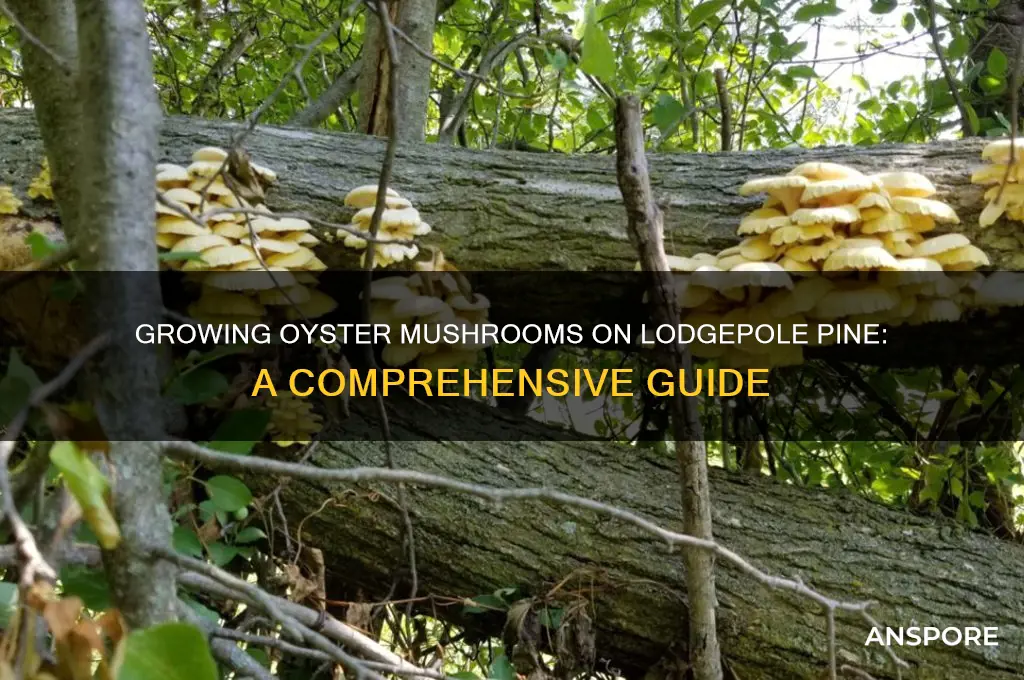can i grow oyster mushrooms on lodgepole pine