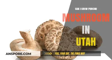 Growing Porcini Mushrooms in Utah: Tips and Feasibility Guide