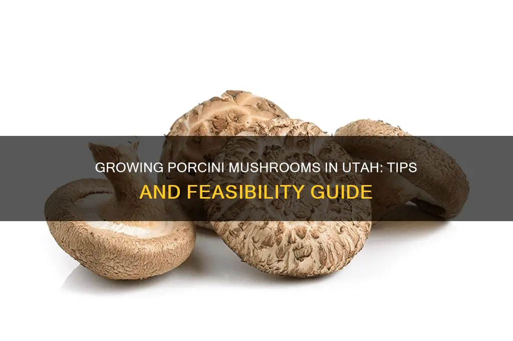 can i grow porcini mushrooms in utah