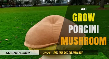 Growing Porcini Mushrooms: A Beginner's Guide to Cultivating This Delicacy