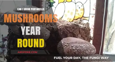 Year-Round Portobello Mushroom Cultivation: Tips for Consistent Harvests