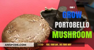 Growing Portobello Mushrooms at Home: A Beginner's Guide to Success