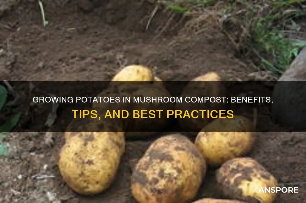 can i grow potatoes in mushroom compost