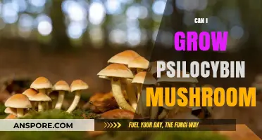 Growing Psilocybin Mushrooms: Legal, Safe, and Practical Considerations Explored