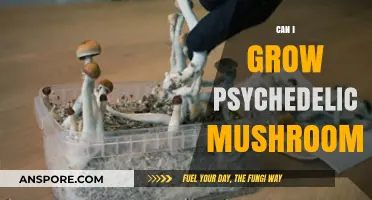 Growing Psychedelic Mushrooms: Legal, Ethical, and Practical Considerations Explored