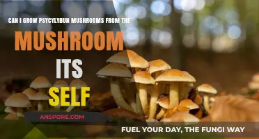 Growing Psilocybin Mushrooms: Can You Cultivate from the Mushroom Itself?