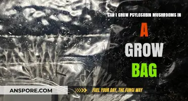 Growing Psilocybin Mushrooms in Grow Bags: A Comprehensive Guide