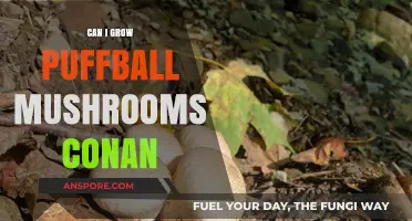 Growing Puffball Mushrooms: Conan's Guide to Cultivation Success