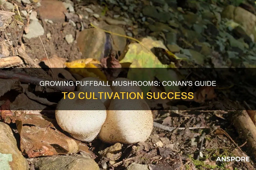 can i grow puffball mushrooms conan