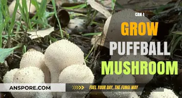 Growing Puffball Mushrooms: A Beginner's Guide to Cultivation Success