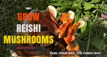 Growing Reishi Mushrooms at Home: A Beginner's Guide to Success