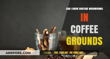 Growing Shiitake Mushrooms in Coffee Grounds: A Sustainable Gardening Guide