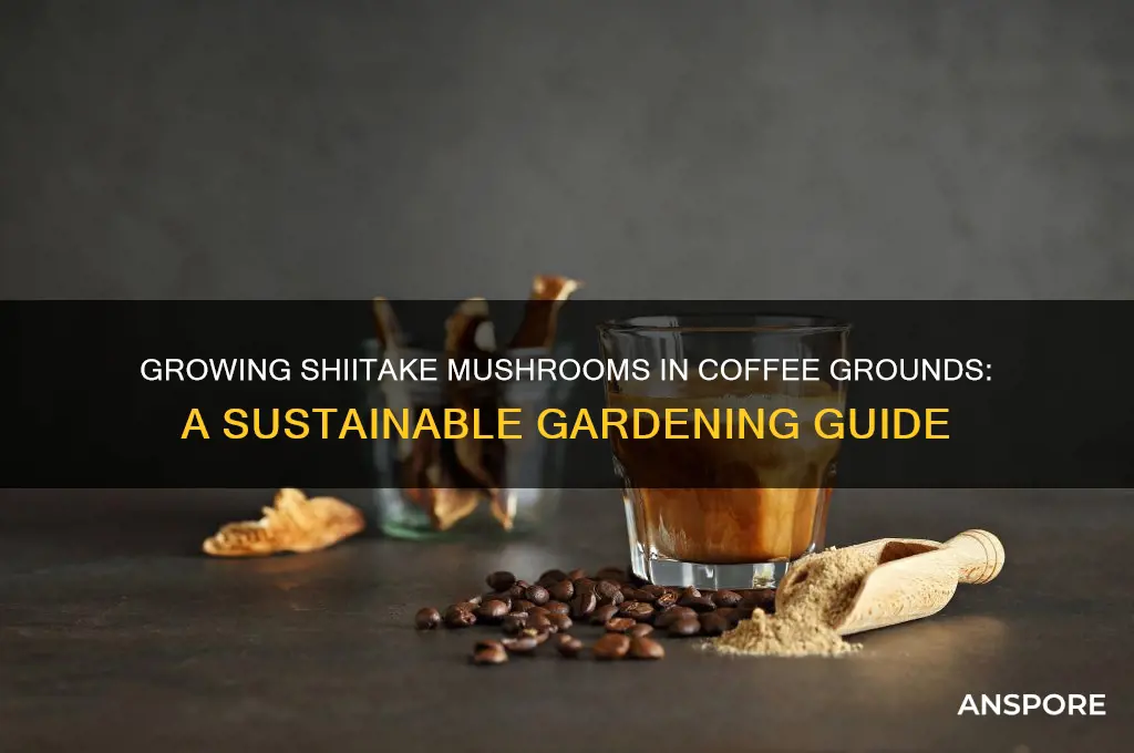 can i grow shiitake mushrooms in coffee grounds