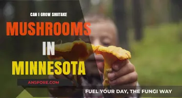 Growing Shiitake Mushrooms in Minnesota: Climate, Tips, and Success