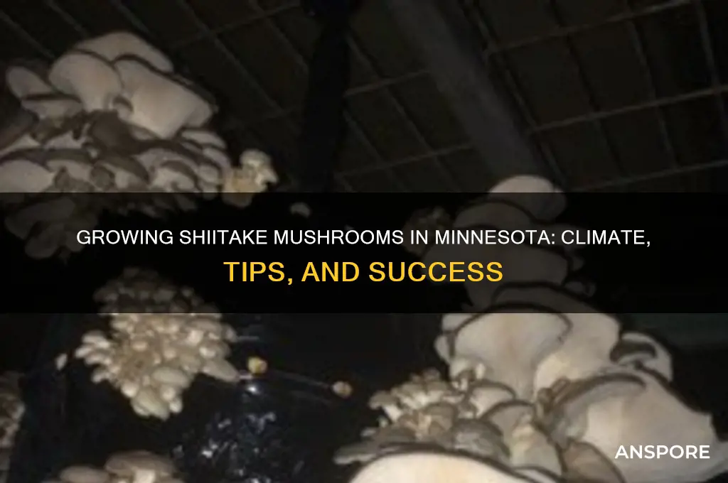 can i grow shiitake mushrooms in minnesota