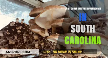 Growing Shiitake Mushrooms in South Carolina: A Complete Guide