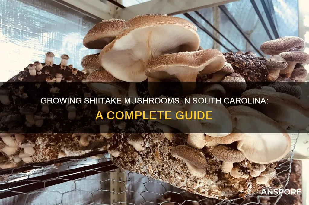 can i grow shiitake mushrooms in south carolina