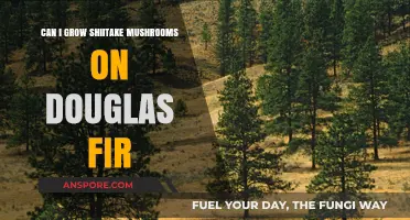 Growing Shiitake Mushrooms on Douglas Fir: A Comprehensive Guide