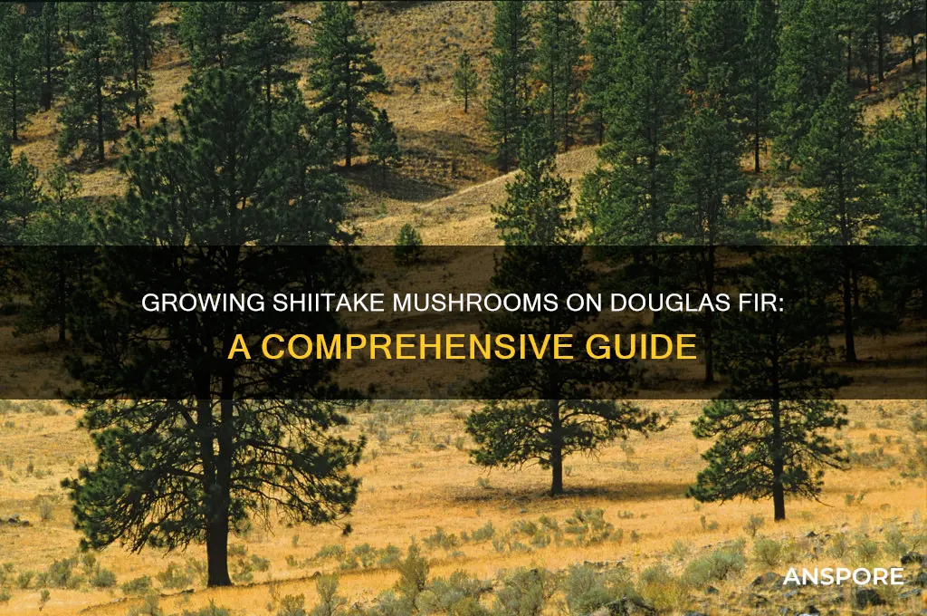 can i grow shiitake mushrooms on douglas fir